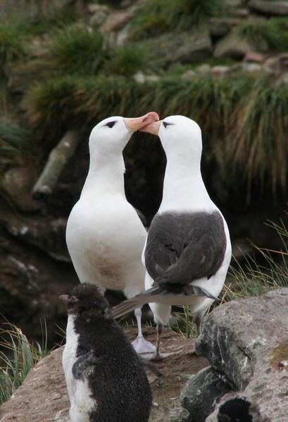 Courting black Browed Albatross