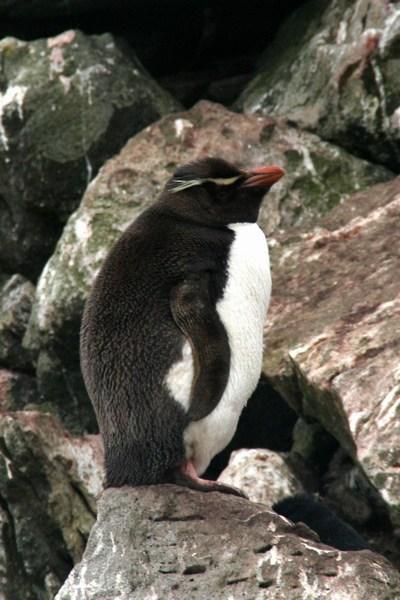 More of the Rockhopper Penguin