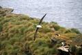 Black Browed Albatross Flying at Westpoint Island