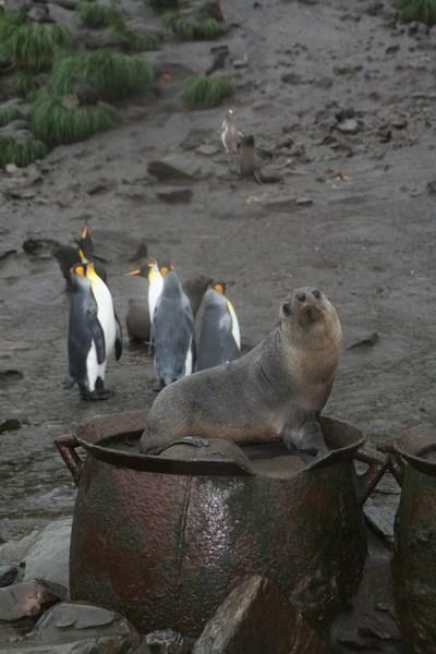 Fur Seal on Tri Pot