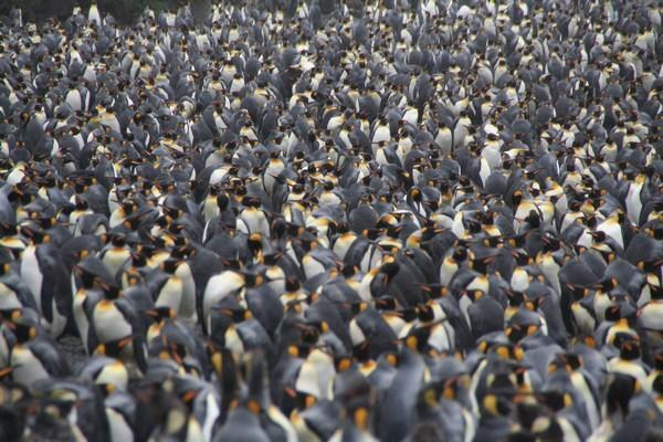 King Penguins Galore
