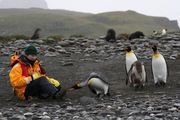 More inquisitive penguins