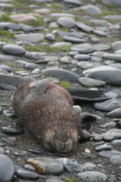 Sleeping baby fur seal