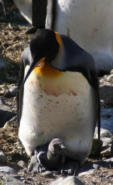 King Penguin and chick