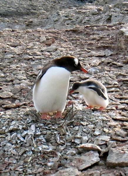 Gentoo Penguin on nest of stones