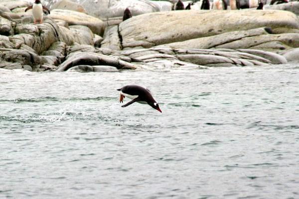 Another flying Gentoo