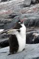 Another squawking Gentoo