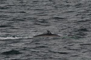 Whale in Neumayer Channel