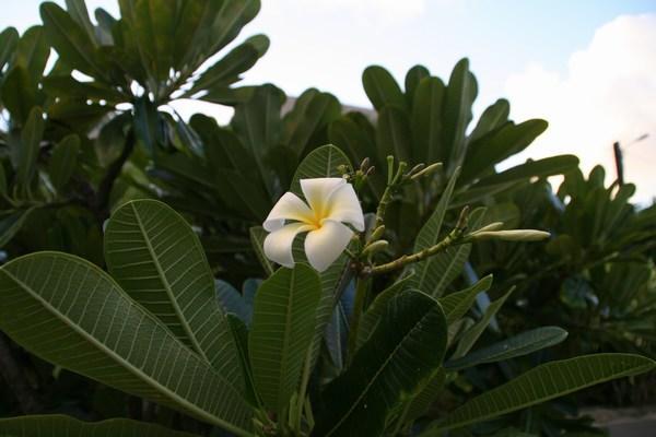 Tahitian Frangipani