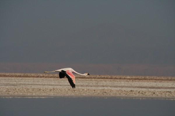 Flying Flamingo at Laguna Chaxa