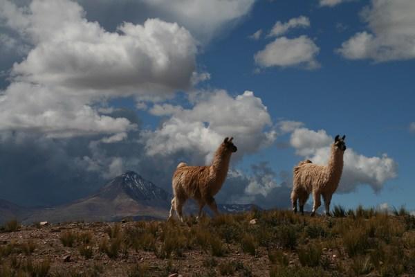 Llamas on the hillside