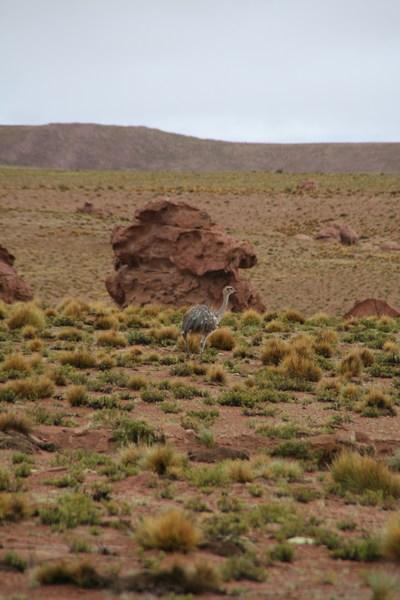 Andean Ostrich