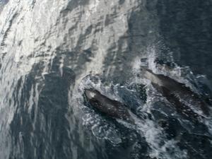 Dophins in kaikora