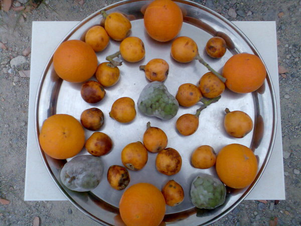 Naranjas, Chirimoyas  y Nisperos 