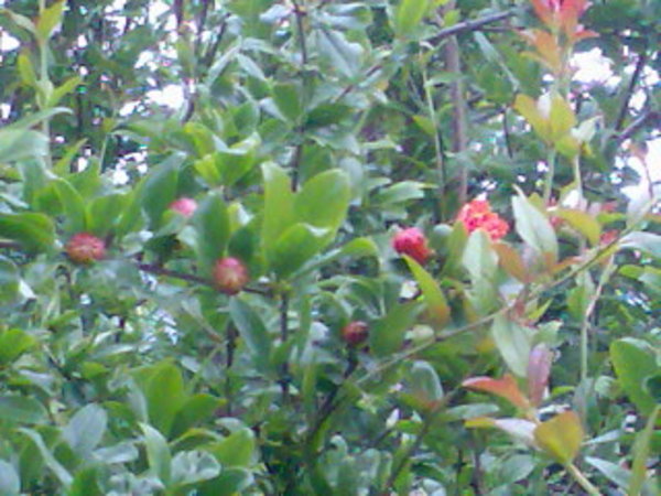 Pomegranate 2 (Granado 2)