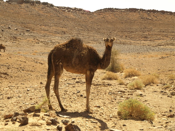 Sahara Camel