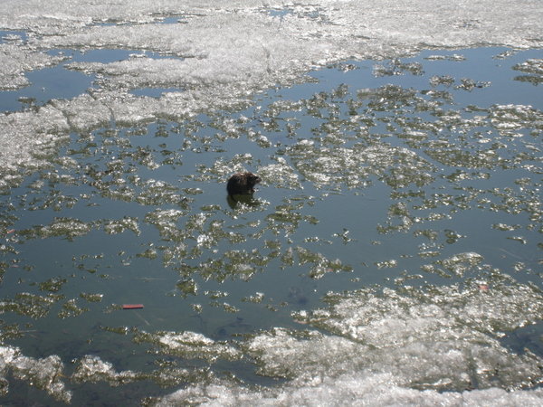 Un genre de ragondin sur le lac gele