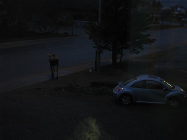 Un elan le soir pres de ma voiture 