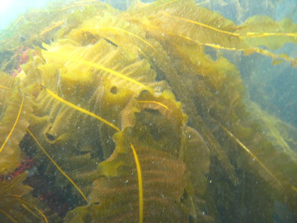 Foret de Kelp