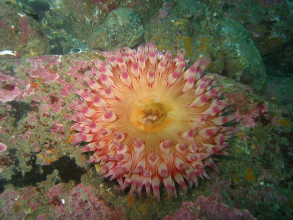 Grosse anemone
