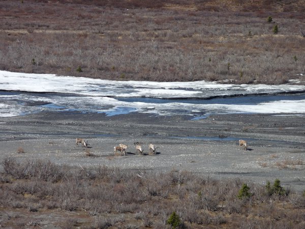 Premiers caribous a Savage River