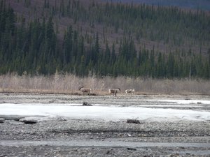 Un groupe de caribous