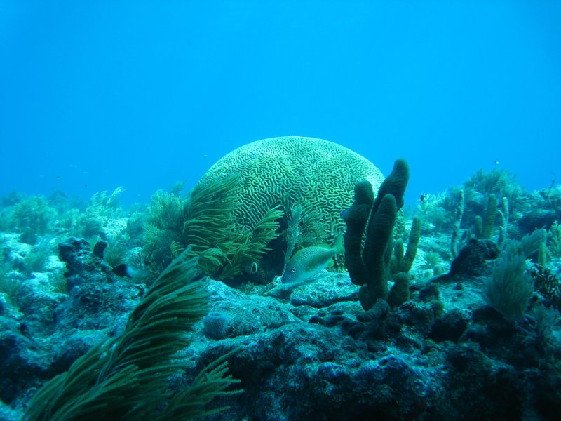Dome de corail