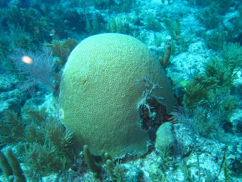Dome de corail