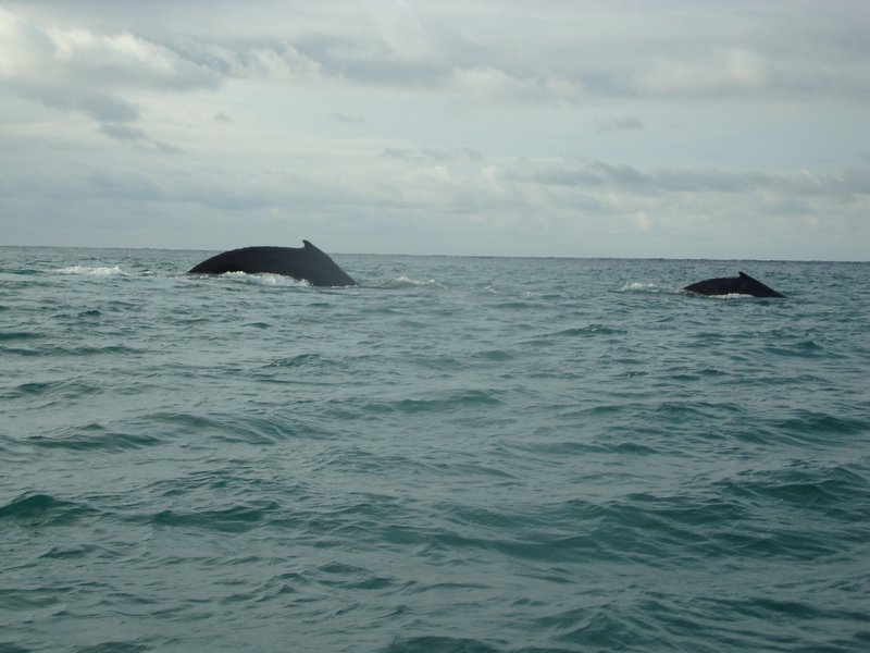 Baleines en surface