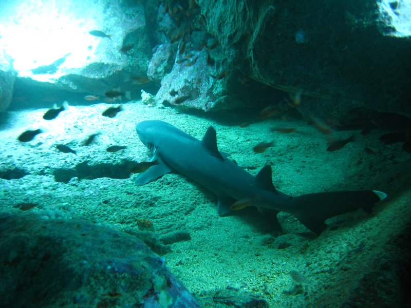 Requin pointe blanche sous un gros rocher