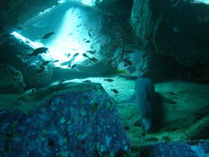 Requin pointe blanche sous un gros rocher