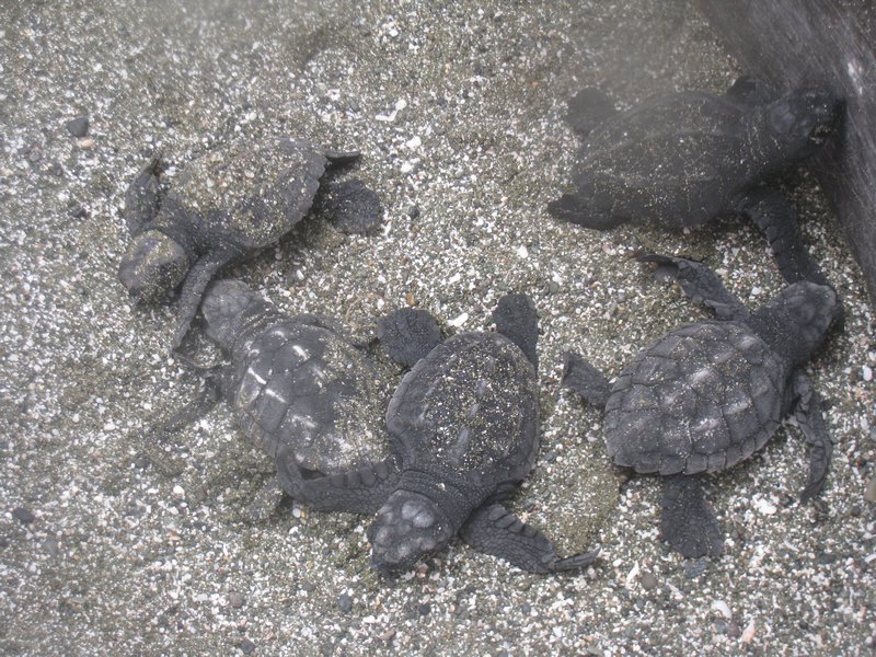 Bebes tortues sur la plage