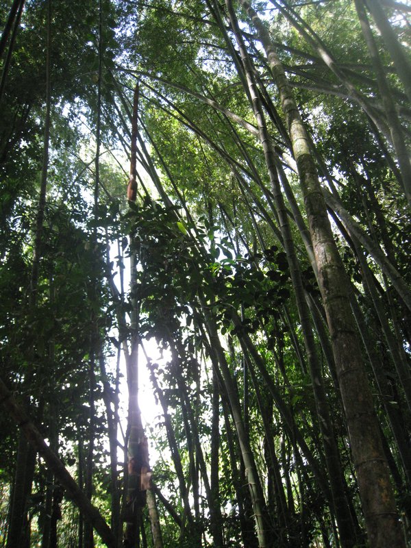 Foret de bambou au jardin botanique