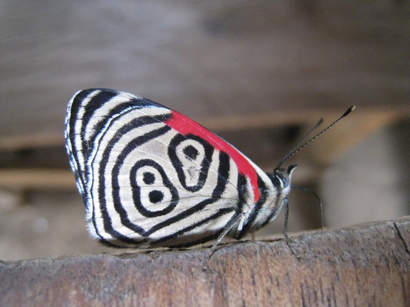 Papillon tatoue 89 ou 98 dans l autre sens