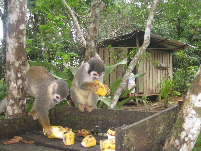 Les singes ecureuils, a l heure du petit dej