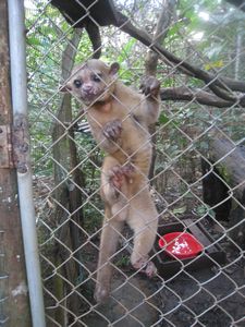 Kinkajou