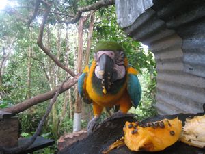 Perroquet qui mange de la papaye