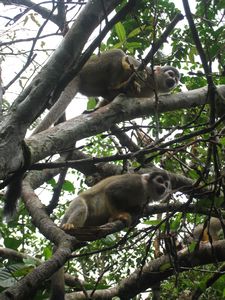 Les singes ecureuils, en liberte