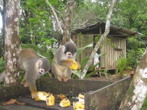 Les singes ecureuils, a l heure du petit dej