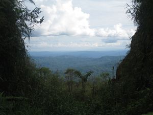 La jungle amazonienne