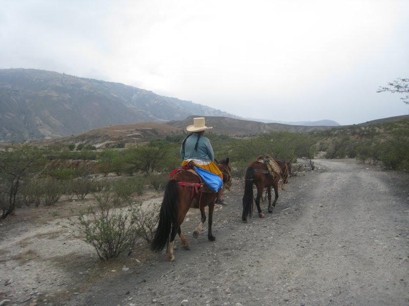 Mules dans les environs de Caraz