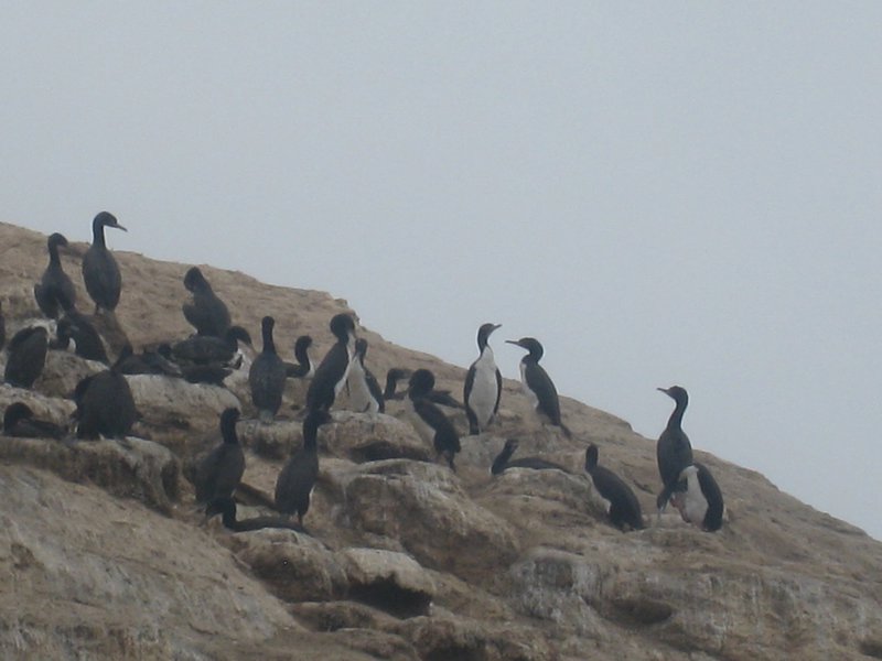 Oiseaux de la famille des cormorans