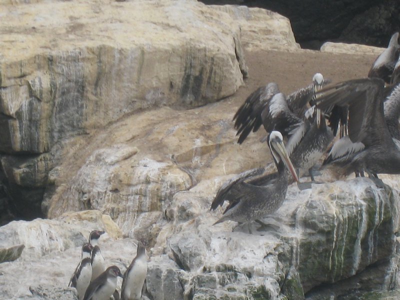 Pelicans et pingouins