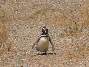 Un pingouin qui remonte dans son niz