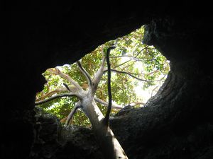 Dans l une des cavernes, un arbre a reussi a pousser !