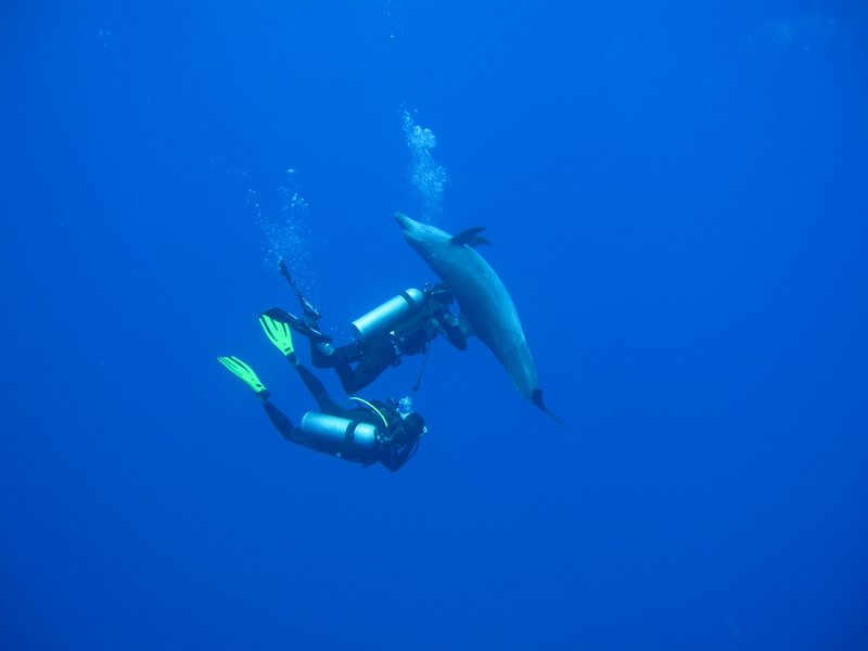 Un dauphin joue avec Remy et moi