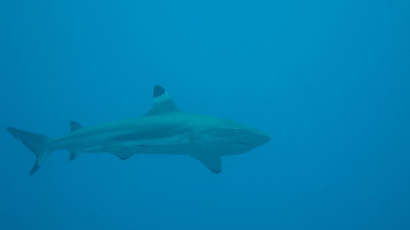 Requin pointe noire de recif
