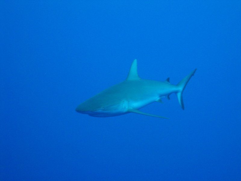 Requin pointe blanche de recif