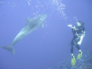 Premiere rencontre avec les dauphins