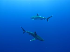 Requins pointe blanche de recif